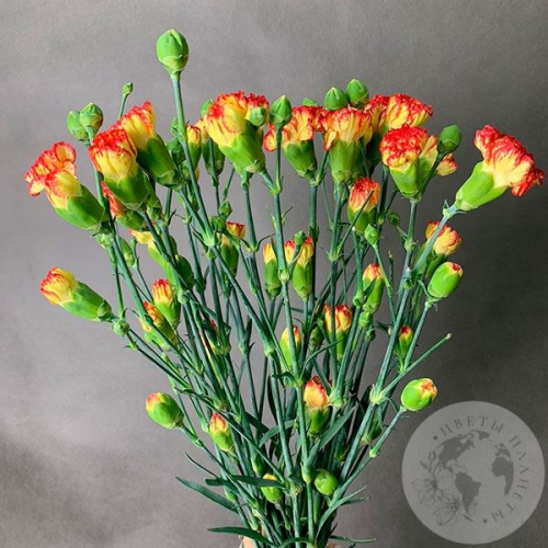 13 гвоздик кустовых желто-красных