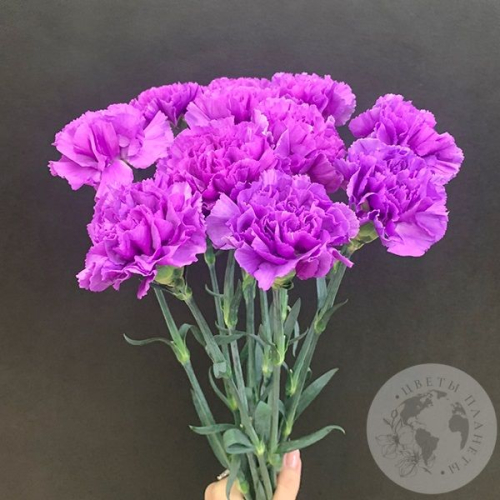 Лунная гвоздика 11 шт. в магазине Цветы Планеты