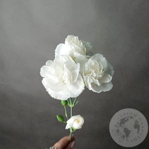 Гвоздика кустовая белая в магазине Цветы Планеты