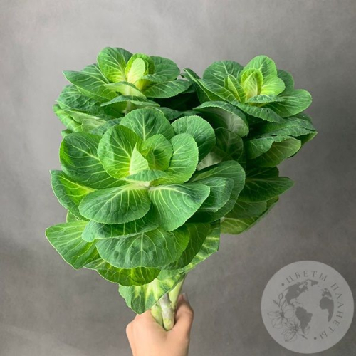 Брассика 3 шт. в магазине Цветы Планеты