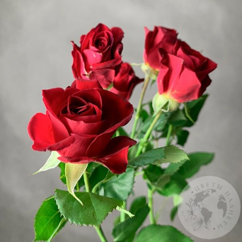 Кустовая роза красная 60 см. в магазине Цветы Планеты
