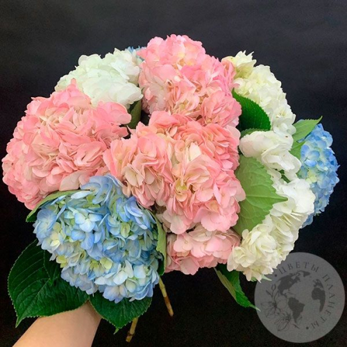 Гортензия микс 9 шт.