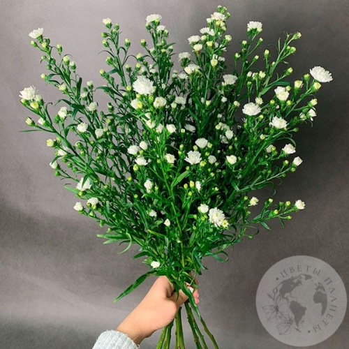 Астер белый 11 шт. в магазине Цветы Планеты