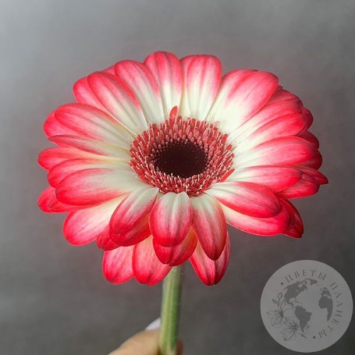 Гербера мини красно-белая