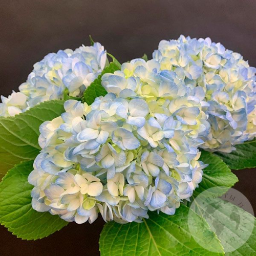 3 гортензии голубые