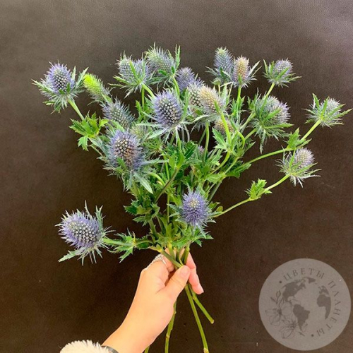 Эрингиум 5 шт. в магазине Цветы Планеты