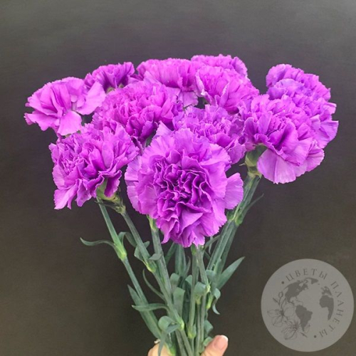 Лунная гвоздика 13 шт. в магазине Цветы Планеты