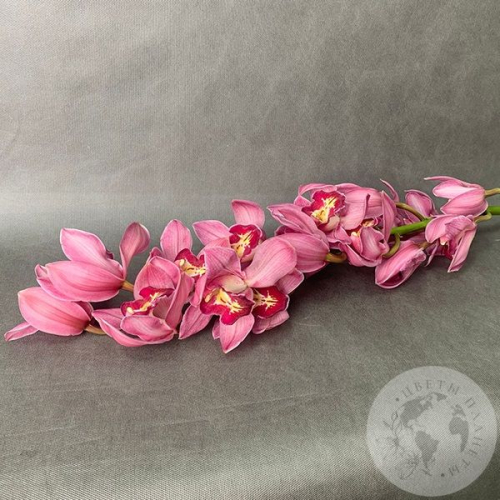 Орхидея Цимбидиум розовая