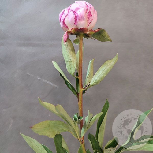 Пион розовый (Голландия) в магазине Цветы Планеты