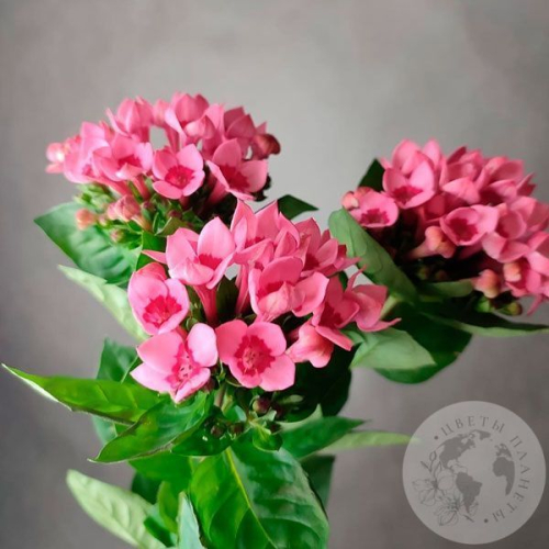 3 бувардии в магазине Цветы Планеты