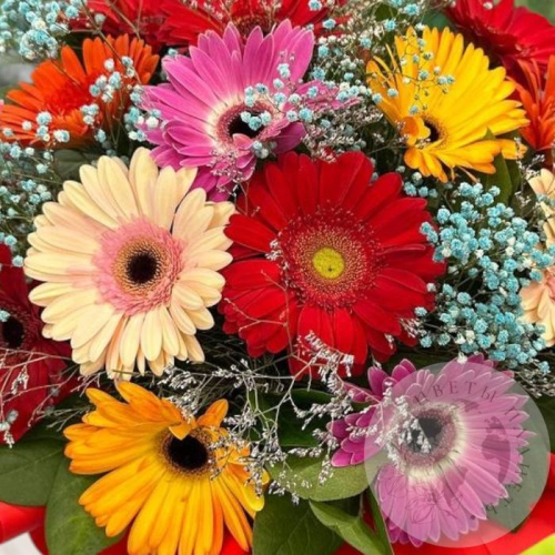 Букет из гербер и гипсофил в магазине Цветы Планеты