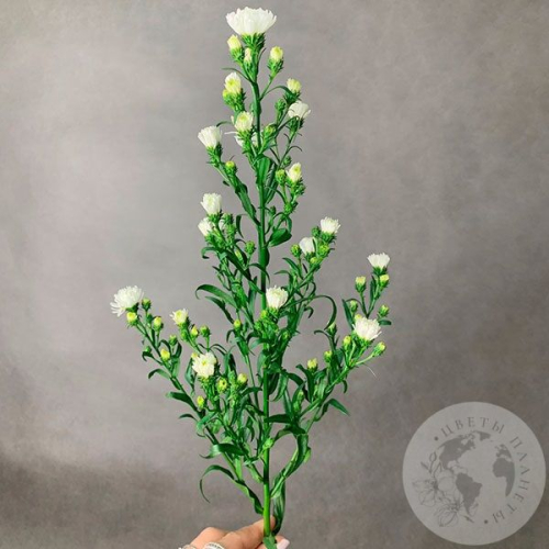 Астер белый в магазине Цветы Планеты