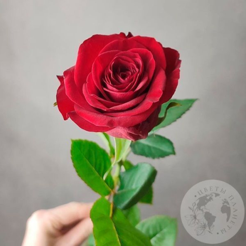 Роза красная 50 см. в магазине Цветы Планеты