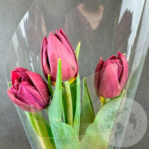 3 бордовых пионовидных тюльпана в магазине Цветы Планеты
