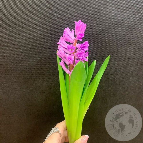 Гиацинт фиолетовый в магазине Цветы Планеты