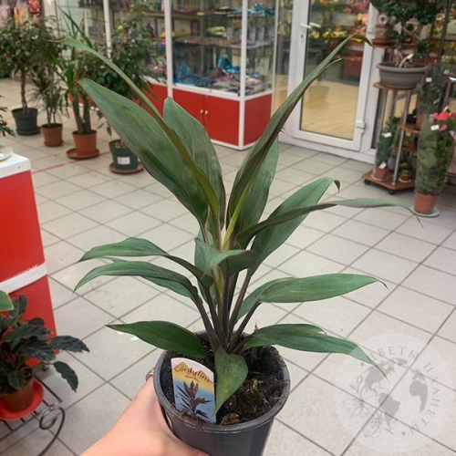 Кордилина Рубма