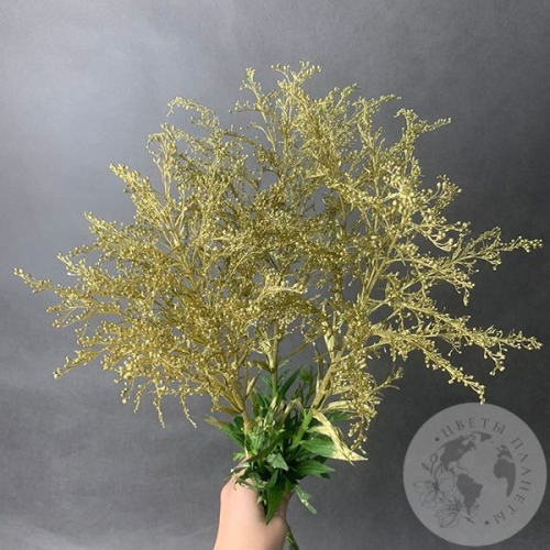 Солидаго Золото 3 шт. в магазине Цветы Планеты