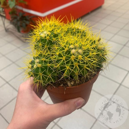 Эхинокактус Грузони золотой