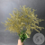 Солидаго Золото 3 шт. в магазине Цветы Планеты