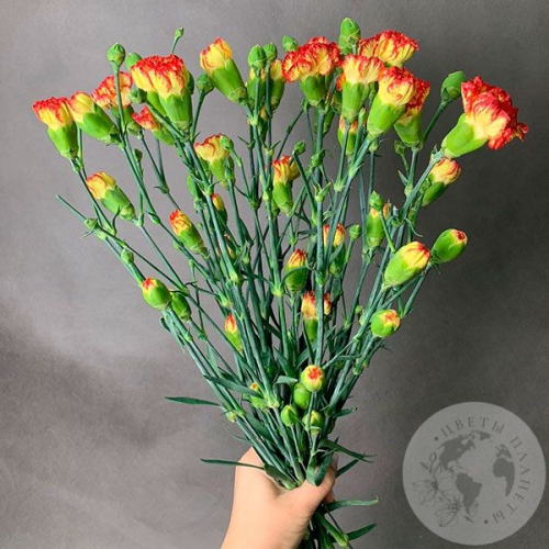 15 гвоздик кустовых желто-красных