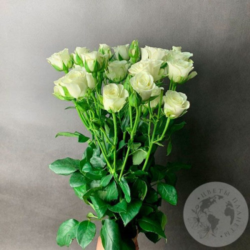 9 кустовых роз белых в магазине Цветы Планеты