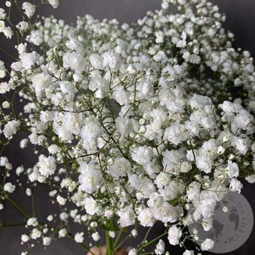 Гипсофила белая 5 шт. в магазине Цветы Планеты