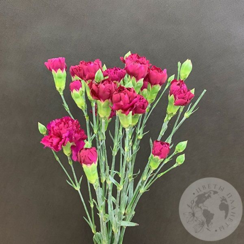 7 гвоздик кустовых фуксия