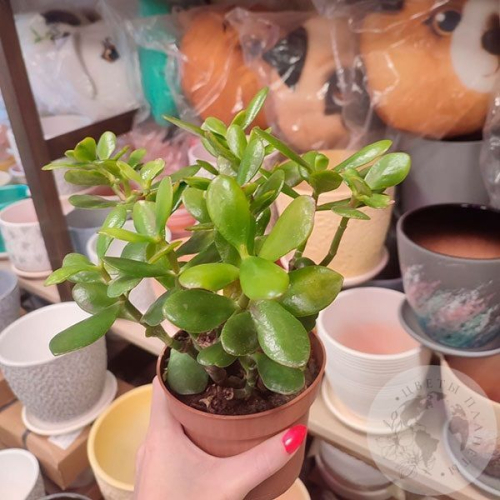 Крассула домашняя в магазине Цветы Планеты