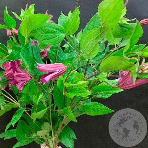 Клематис 9 шт. в магазине Цветы Планеты