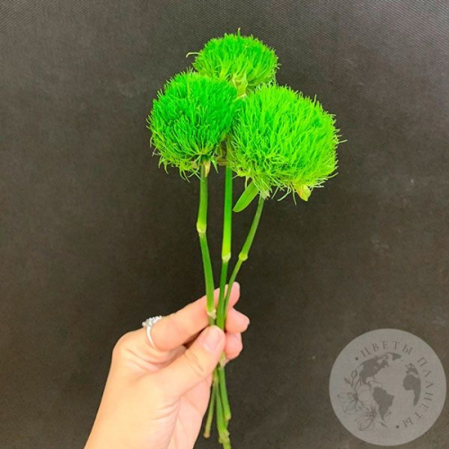 3 гвоздики Грин Трик в магазине Цветы Планеты