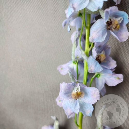 Дельфиниум в магазине Цветы Планеты