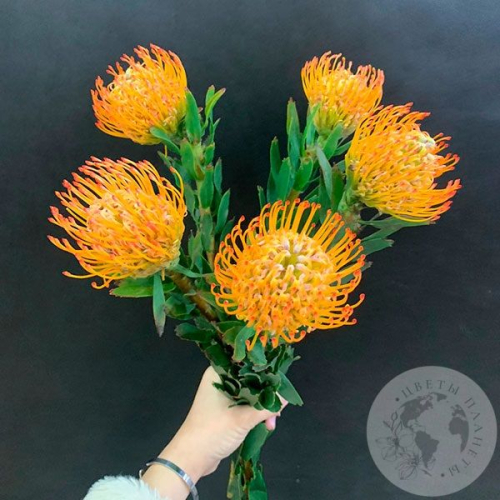 Леукоспермум оранжевый 5 шт. в магазине Цветы Планеты