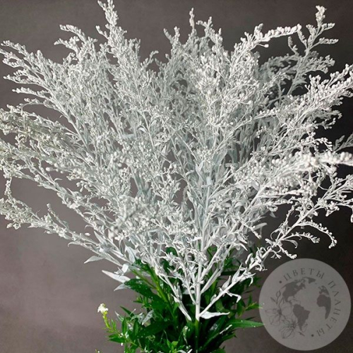 5 Солидаго белых в магазине Цветы Планеты