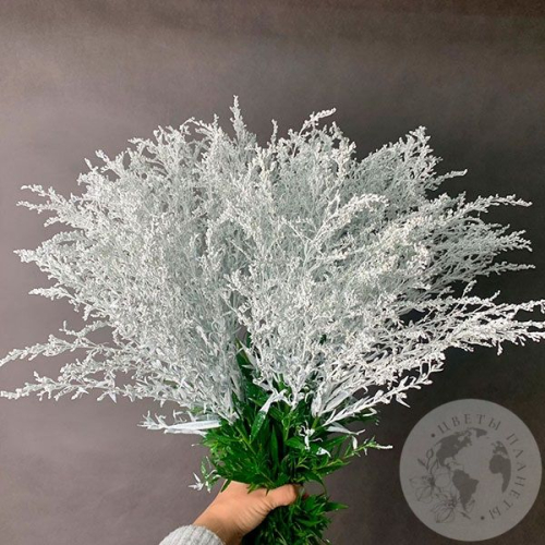 9 Солидаго белых в магазине Цветы Планеты