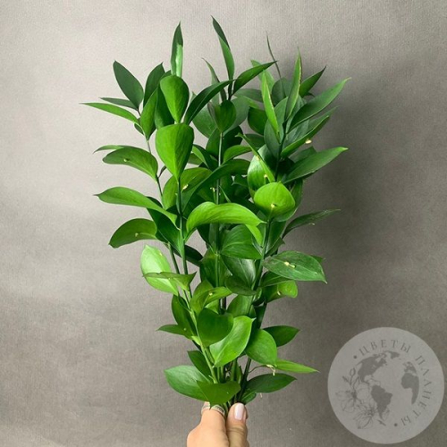 Рускус 7 шт. в магазине Цветы Планеты