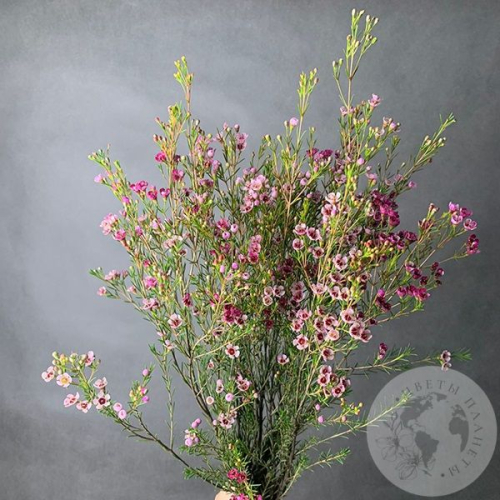 Хамелациум розовый 5 шт. в магазине Цветы Планеты