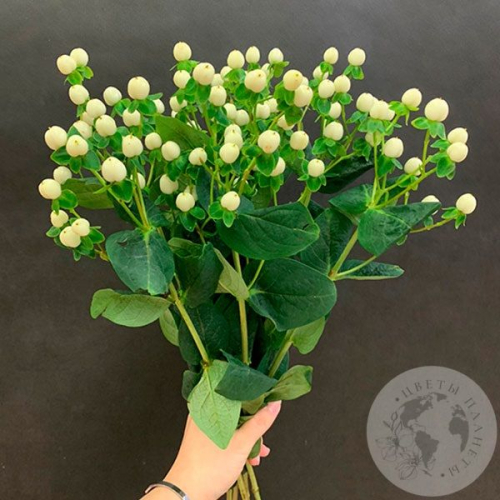 Гиперикум белый 7 шт. в магазине Цветы Планеты