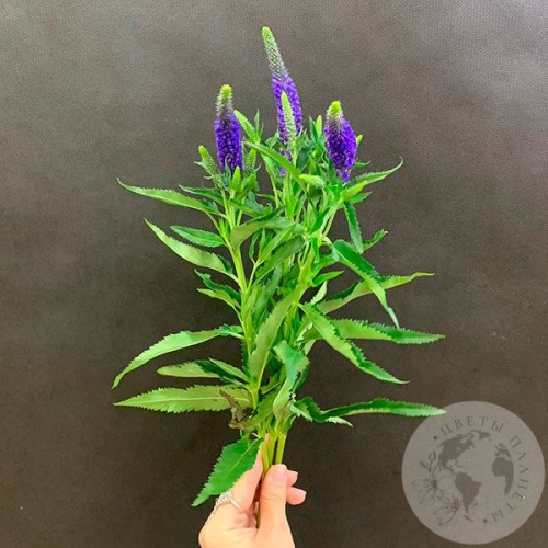 Вероника синяя 3 шт. в магазине Цветы Планеты