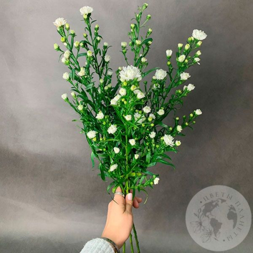 Астер белый 5 шт. в магазине Цветы Планеты