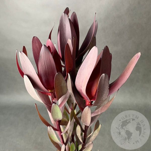 Леукадендрон 3 шт. в магазине Цветы Планеты