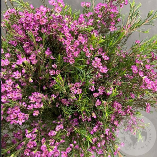 Хамелациум 15 шт. в магазине Цветы Планеты