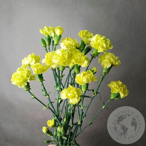 9 гвоздик кустовых желтых