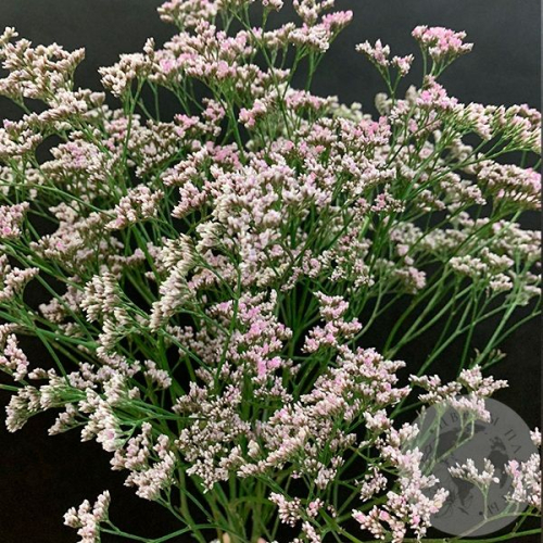 Лимониум розовый 9 шт. в магазине Цветы Планеты