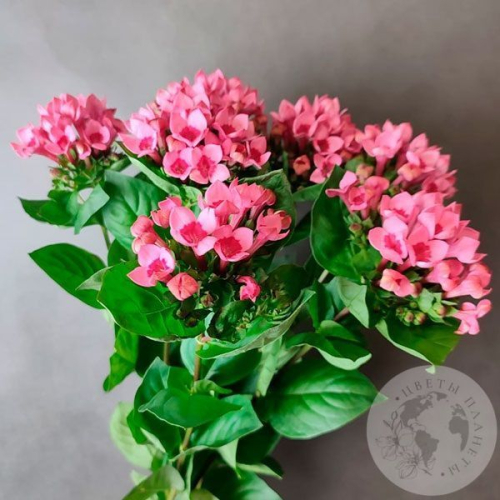 5 бувардий в магазине Цветы Планеты