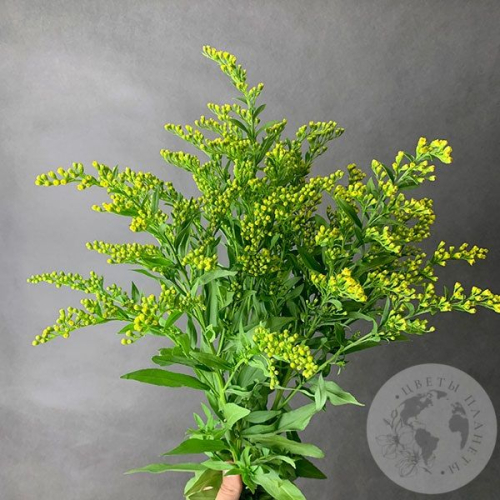 3 солидаго желтых в магазине Цветы Планеты