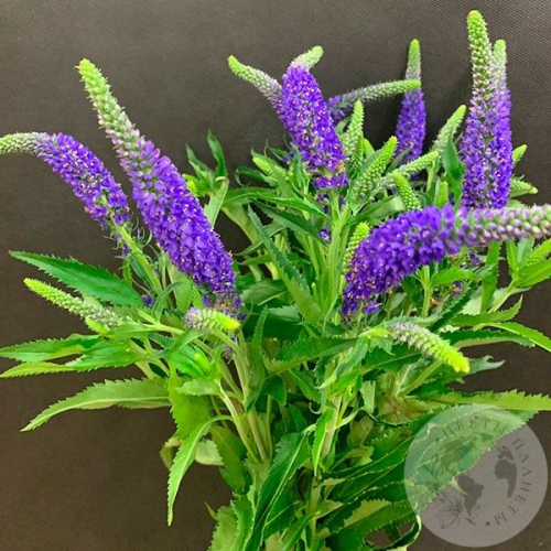 Вероника синяя 9 шт. в магазине Цветы Планеты