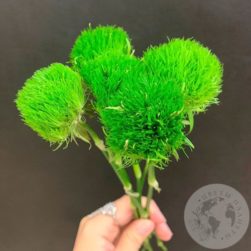 5 гвоздик Грин Трик в магазине Цветы Планеты