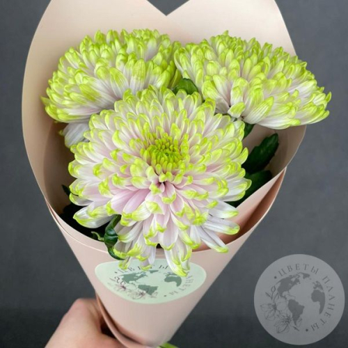 3 хризантемы зеленой