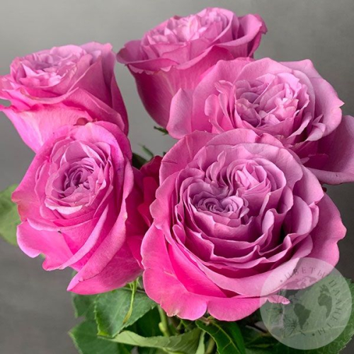 5 роз пионовидных 50 см. в магазине Цветы Планеты