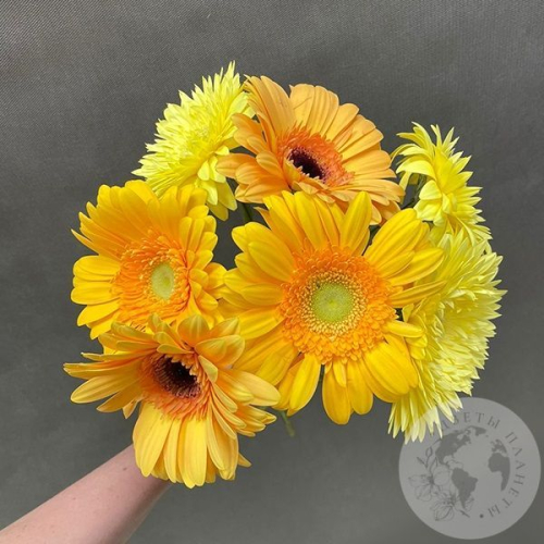 7 гербер желтых в магазине Цветы Планеты